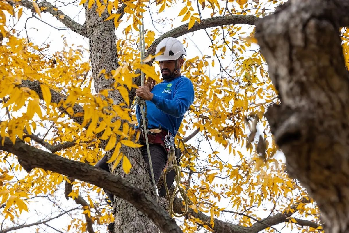 Skilled Tree Disease Treatment crew working in Belvidere